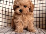 Mükemmel Yapili Malti̇poo Yavrulari