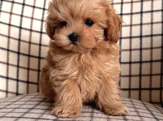 Mükemmel Yapili Malti̇poo Yavrulari görsel