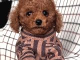 BİSKÜVİ TADINDA TOY POODLE BEBEKLERİMİZ