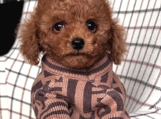 Bi̇sküvi̇ Tadinda Toy Poodle Bebekleri̇mi̇z