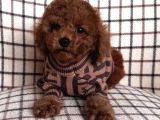Bi̇sküvi̇ Tadinda Toy Poodle Bebekleri̇mi̇z