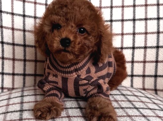 Bi̇sküvi̇ Tadinda Toy Poodle Bebekleri̇mi̇z görsel