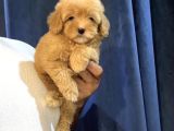 POFİDİK MALTİPOO YAVRULARI