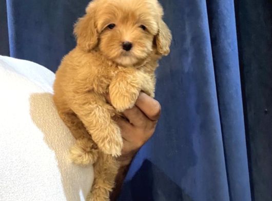 Pofi̇di̇k Malti̇poo Yavrulari