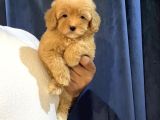 Pofi̇di̇k Malti̇poo Yavrulari