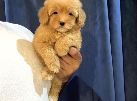 Pofi̇di̇k Malti̇poo Yavrulari görsel