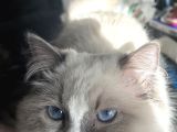 8 Aylık Ragdoll Yavrumuz Sahiplendirilecektir