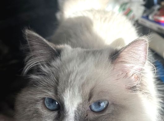 8 Aylık Ragdoll Yavrumuz Sahiplendirilecektir görsel