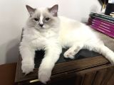 8 Aylık Ragdoll Yavrumuz Sahiplendirilecektir