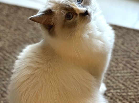 8 Aylık Ragdoll Yavrumuz Sahiplendirilecektir görsel