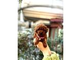 Orijinal Toy Poodle Bebeklerim