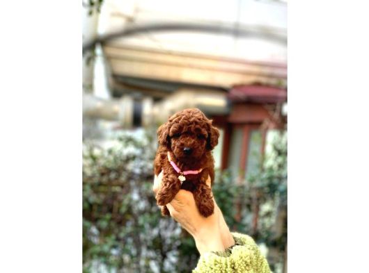 Orijinal Toy Poodle Bebeklerim görsel