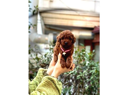 Orijinal Toy Poodle Bebeklerim görsel