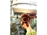 Orijinal Toy Poodle Bebeklerim