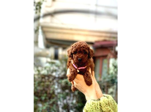 Orijinal Toy Poodle Bebeklerim