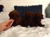 Sağlıklı Oyuncu Toypoodle Bebişler