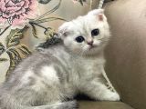 Erkek Scotish Fold