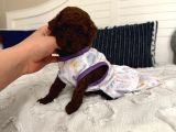 Sağlıklı Oyuncu Toypoodle Bebişler