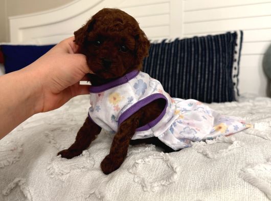Sağlıklı Oyuncu Toypoodle Bebişler görsel