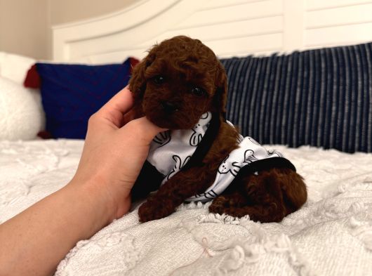 Sağlıklı Oyuncu Toypoodle Bebişler