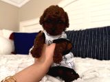 Sağlıklı Oyuncu Toypoodle Bebişler