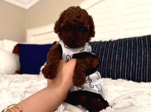 Sağlıklı Oyuncu Toypoodle Bebişler görsel