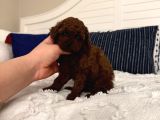 Sağlıklı Oyuncu Toypoodle Bebişler