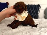 Sağlıklı Oyuncu Toypoodle Bebişler