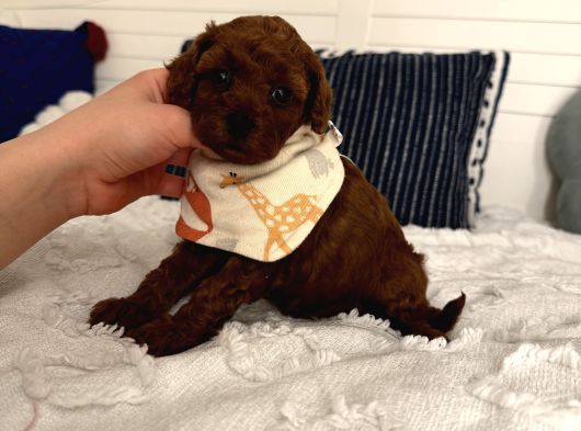 Sağlıklı Oyuncu Toypoodle Bebişler görsel