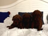 Sağlıklı Oyuncu Toypoodle Bebişler