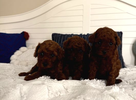 Sağlıklı Oyuncu Toypoodle Bebişler görsel