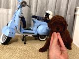 Sağlıklı Oyuncu Toypoodle Bebişler