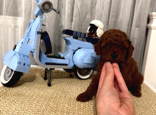 Sağlıklı Oyuncu Toypoodle Bebişler görsel