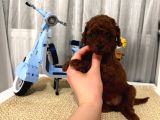 Sağlıklı Oyuncu Toypoodle Bebişler