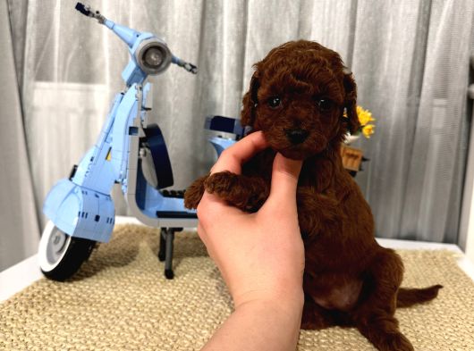 Sağlıklı Oyuncu Toypoodle Bebişler görsel