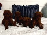 Sağlıklı Oyuncu Toypoodle Bebişler