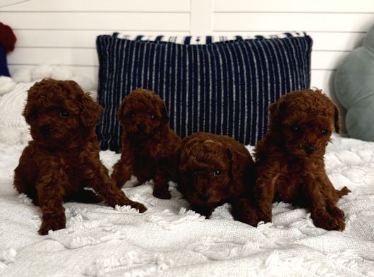 Sağlıklı Oyuncu Toypoodle Bebişler görsel