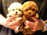 Sevecen Toy Poodle Minnaklar