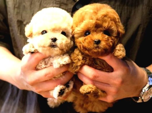 Sevecen Toy Poodle Minnaklar