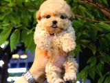 Sevecen Toy Poodle Minnaklar