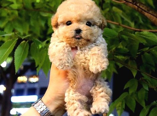 Sevecen Toy Poodle Minnaklar görsel