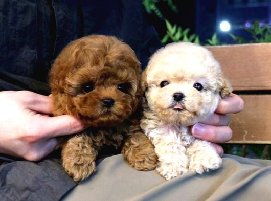 Sevecen Toy Poodle Minnaklar görsel