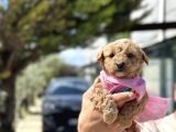 Uygun TOY POODLE AYARINDA ERKEK MALTİPO