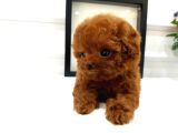 Çocuklarin Hharika  Toy Poodle Bebeklerim