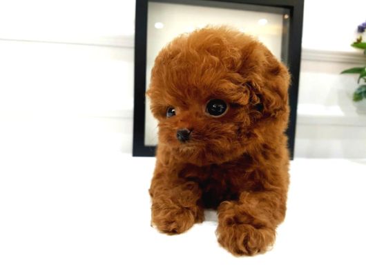 Çocuklarin Hharika  Toy Poodle Bebeklerim görsel