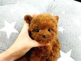 Çocuklarin Hharika  Toy Poodle Bebeklerim