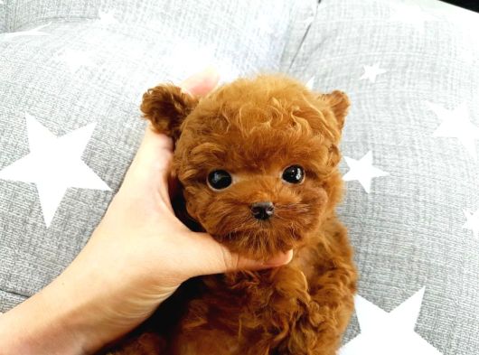 Çocuklarin Hharika  Toy Poodle Bebeklerim görsel