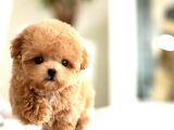 Kore Mükemmel Yavrusu Toy Poodle