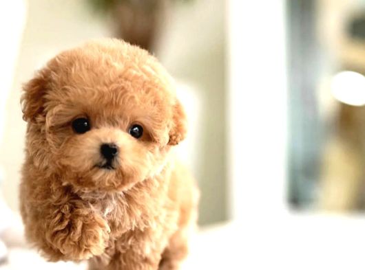 Kore Mükemmel Yavrusu Toy Poodle