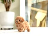Kore Mükemmel Yavrusu Toy Poodle